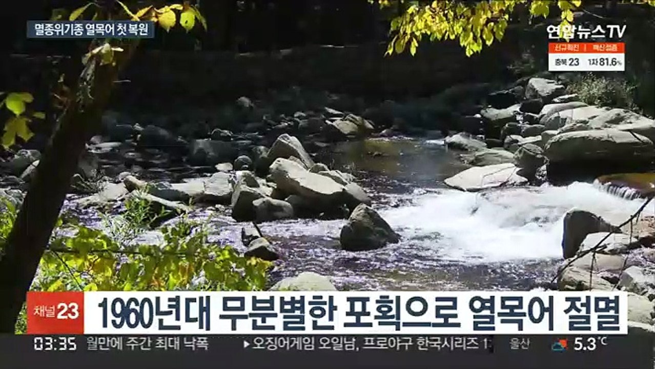 오대산 다시 찾은 열목어…국내 첫 복원