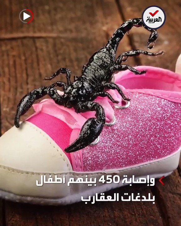 حالة جوية نادرة.. مئات العقارب تخرج من جحورها وتلدغ الألاف بمصر