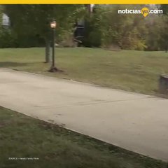 Mujer es asesinada por sus perros gran danes