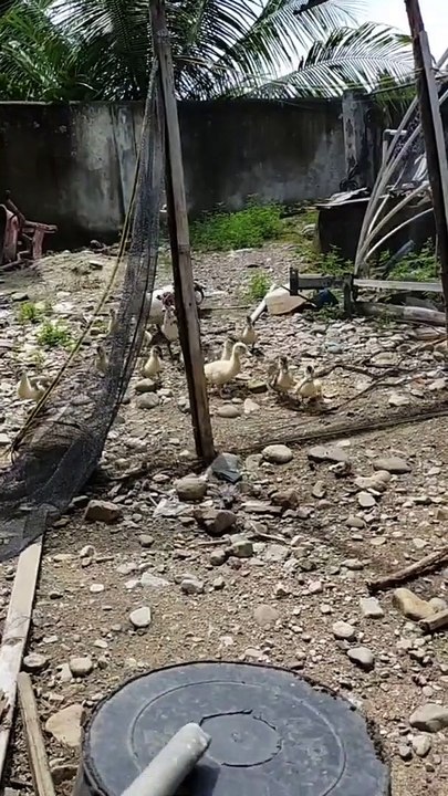 Bebek viral
