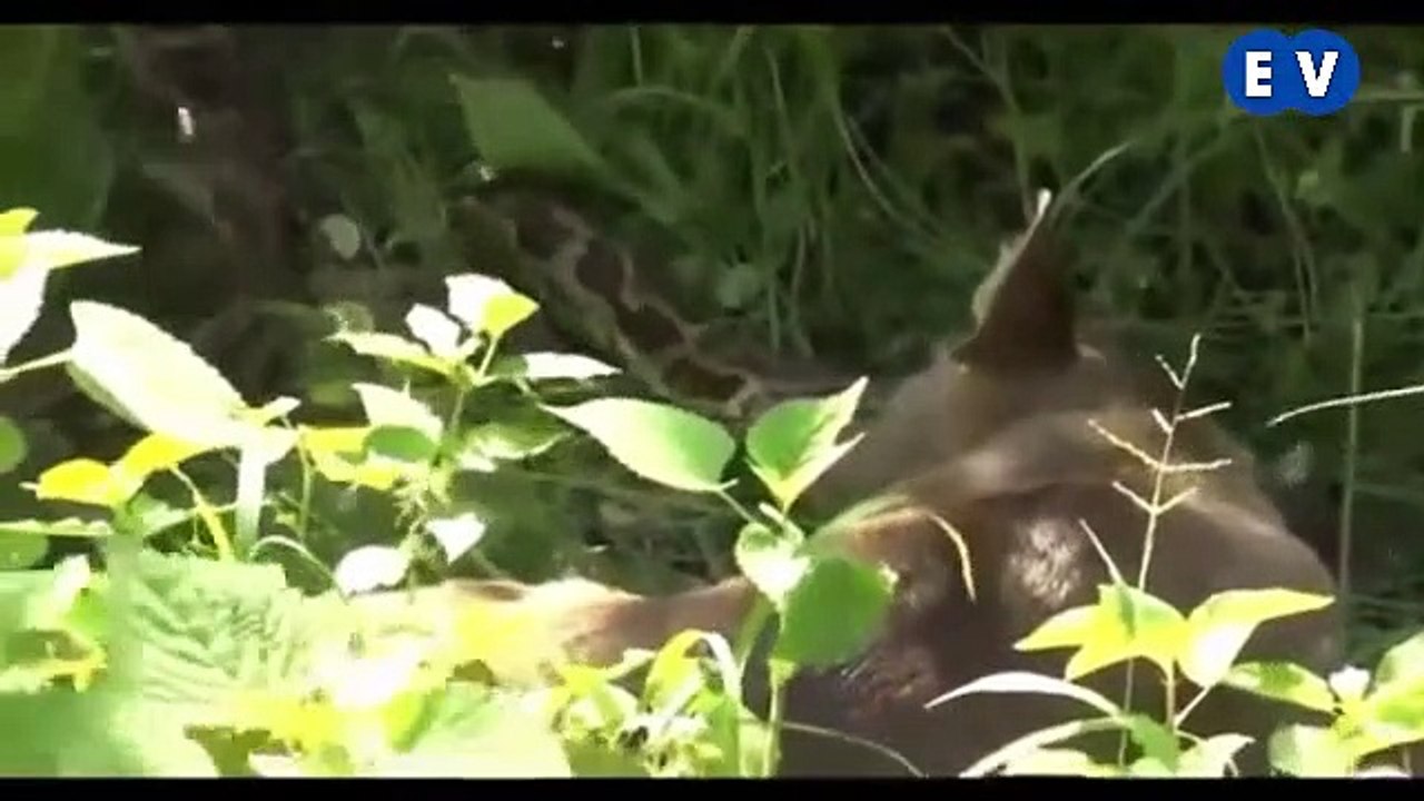 Apakah ular sopan waktu makan ?