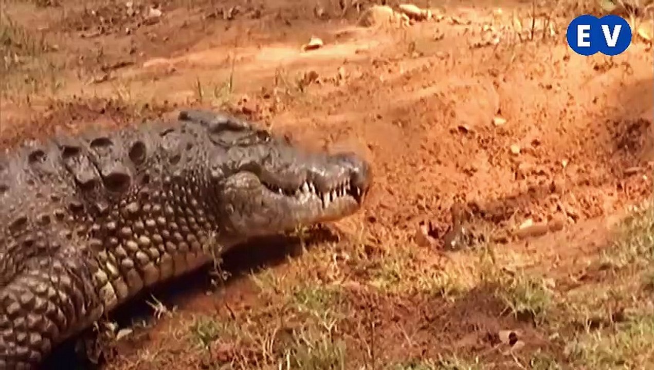 Induk reptilia apakah yang paling sayang anaknya ?