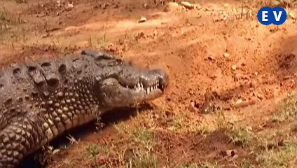 Induk reptilia apakah yang paling sayang anaknya ?