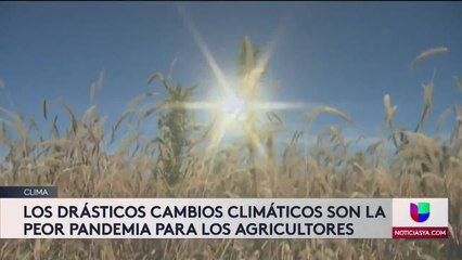 BRUSCOS CAMBIOS CLIMÁTICOS, LA PEOR PANDEMIA PARA LOS CULTIVADORES