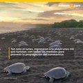 Miles de tortugas arriban a costas de Costa Rica ante turistas