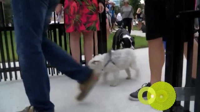 Despierta Orlando 082820 - Logan