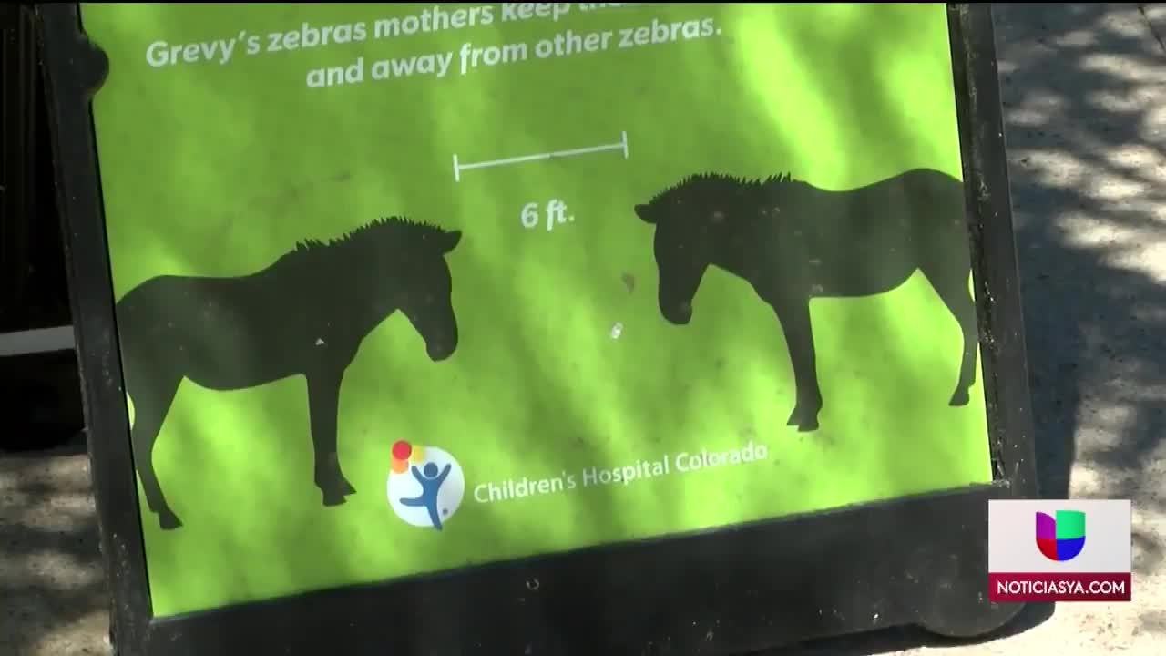 Denver Zoo Reopen Colorado 5pm 061220 - Clip