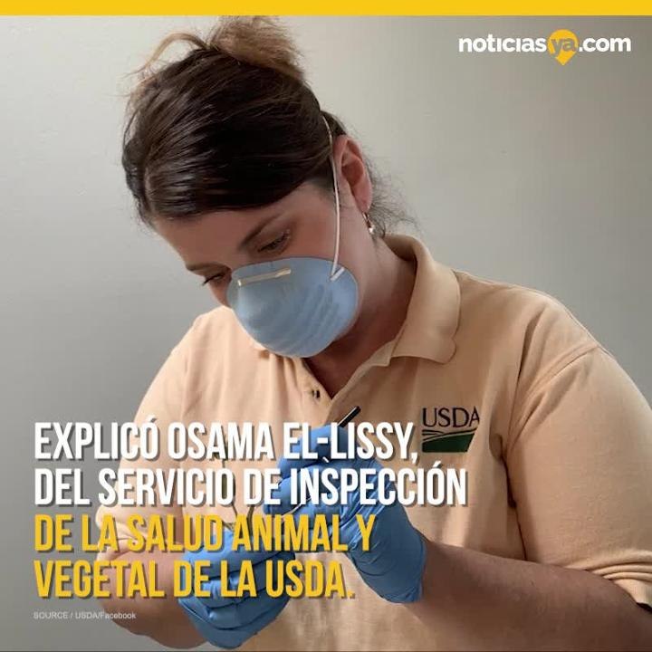 USDA identifica las misteriosas semillas enviadas por correo