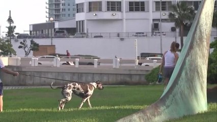 Despierta Orlando 073120 - Logan