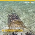 Los científicos usan drones para capturar imágenes increíbles de tortugas