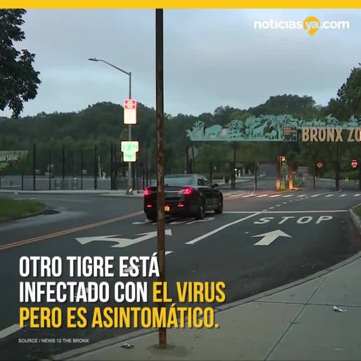 3 leones y 5 tigres dieron positivo a coronavirus en zoo de Nueva York