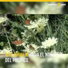 California atrae a miles de mariposas migratorias