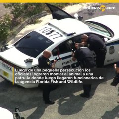Logran atrapar a canguro en Florida