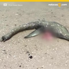 Encuentran a monstruo de lago Ness en Georgia