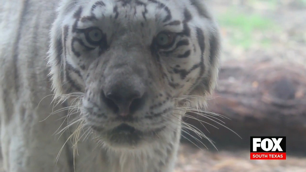 zoo