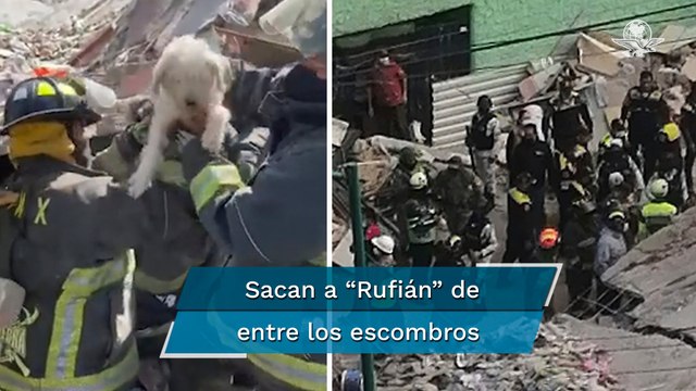 Rescatan a Rufián , perrito que quedó bajo los escombros tras explosión en colonia Pensil