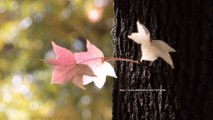 4K Autumn Leaf 紅葉　