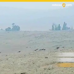 Casi 500 millones de animales afectados por incendios en Australia