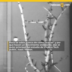 Así es como las serpientes pueden “volar”, revelan científicos