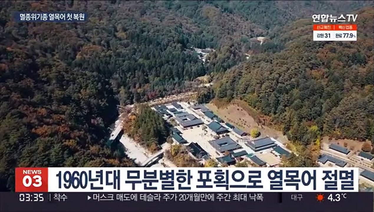 오대산 다시 찾은 열목어…국내 첫 복원