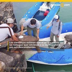 Una tortuga se convirtió en el héroe de su especie en peligro de extinción en Ecuador