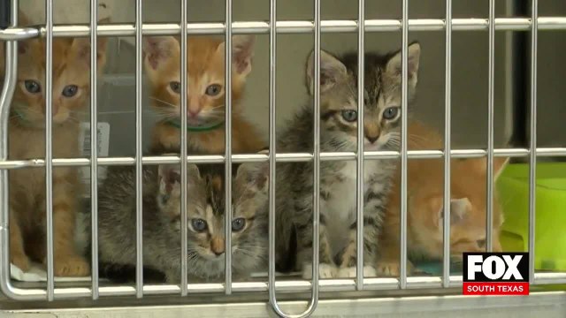 Fox McAllen news 9pm 050820 - Clip