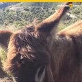 VIDEO: Vio a su burrita tras el encierro y la emotiva reacción es viral