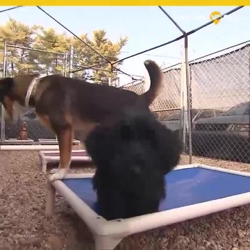 Advierten a dueños de mascotas alejarse de estos alimentos para perros