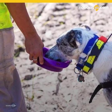 Perros están rescatando koalas de incendios forestales en Australia