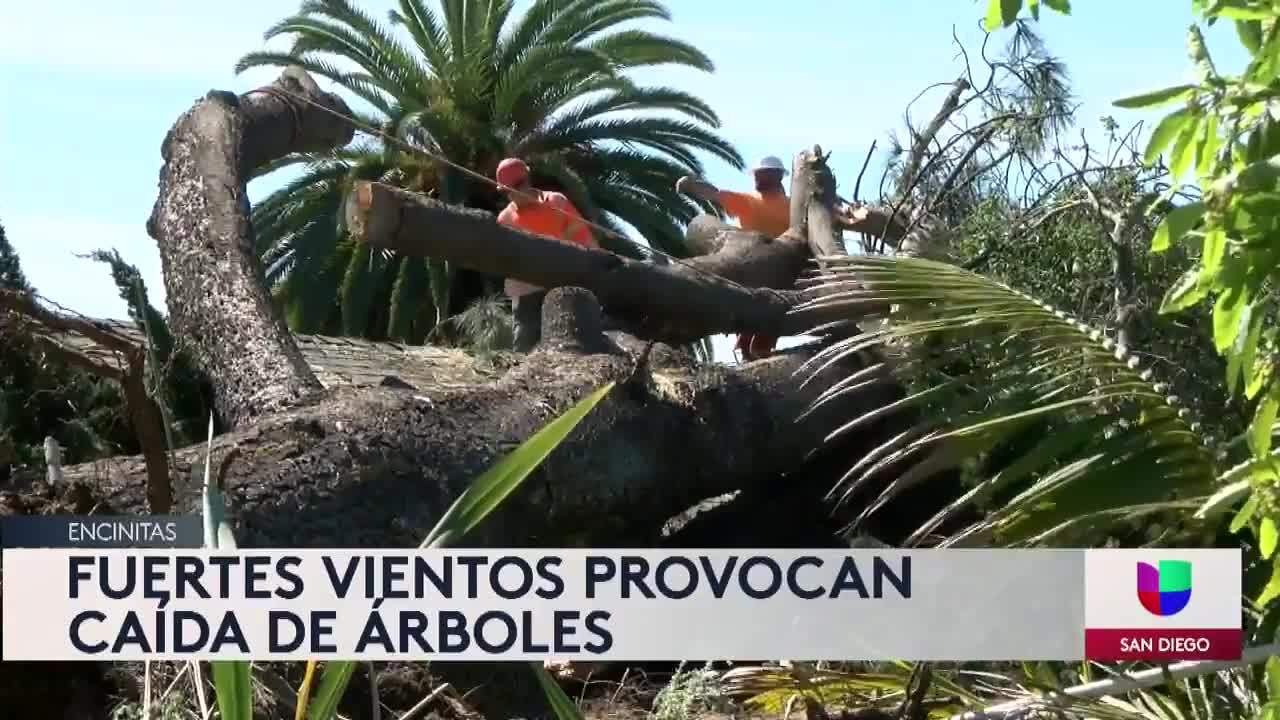 Arbol
