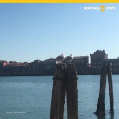 Peces, cisnes, delfines y jabalíes reaparecen en Italia tras cuarentena