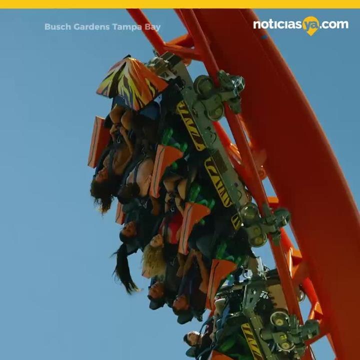 Tigris en Busch Gardens