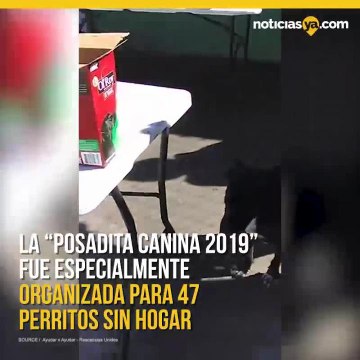 Perritos callejeros tienen posada navidea en Mxico