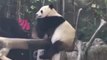 Pandas gigantes del zoológico de San Diego serán devueltos a China
