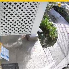 Ardilla se roba paquete de casa