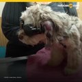 Cachorra pierde su oreja por servicio de estetica en Petco