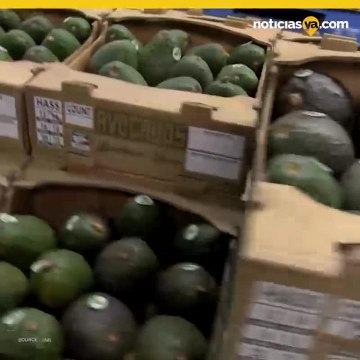 Cosas que no sabías sobre el aguacate