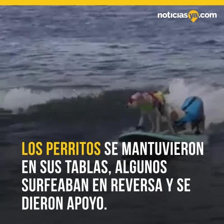 Surf canino