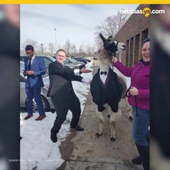 Llega a la boda de su hermana acompaado de una llama