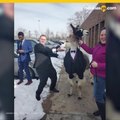 Llega a la boda de su hermana acompaado de una llama