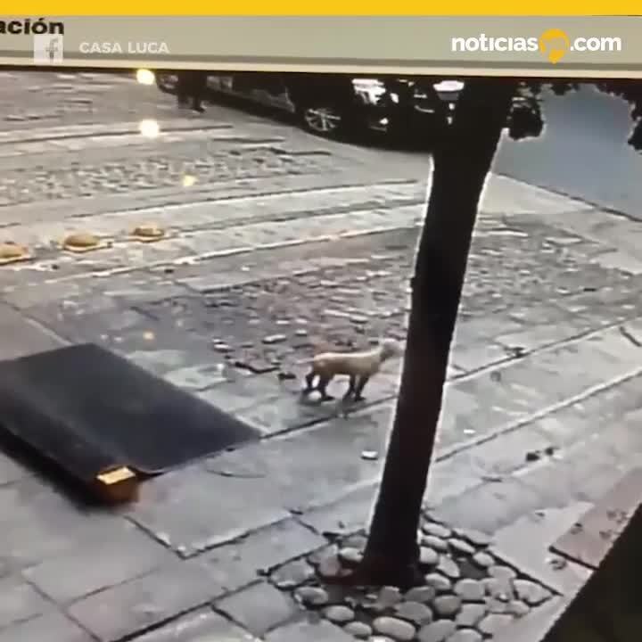 Mujer abandona perro.