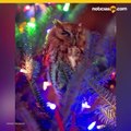 Familia descubre a un bho viviendo es su rbol de Navidad