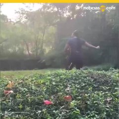 Irrumpe en recinto de leones y baila frente a uno en zoo de NY.mp4