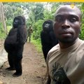 Selfie de gorilas