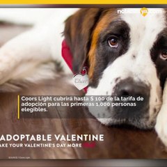 Coors Light quiere darte $ 100 para adoptar un perrito este mes