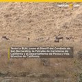 Buscan a quien mató 42 burros en desierto de California y dan recompensa
