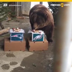 Animales predicen el Super Bowl