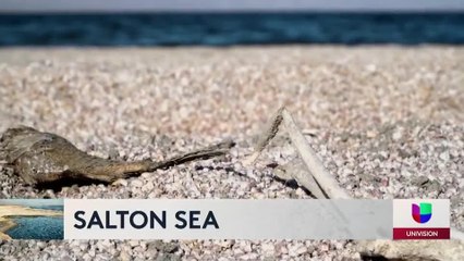 aves del salton sea