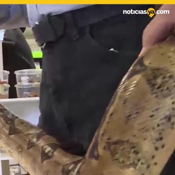 Encuentra serpiente de 6 pies entre los cojines de su sof