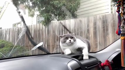 Baby Cats  Cute and Funny Cat Videos Compilation - Pet Lover